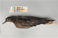 藏品(長尾水薙鳥)的圖片